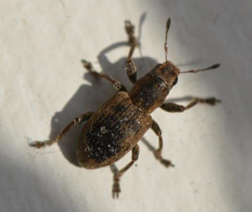 Réf. 213 556 : Sitona sp.